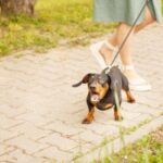 TripByDog